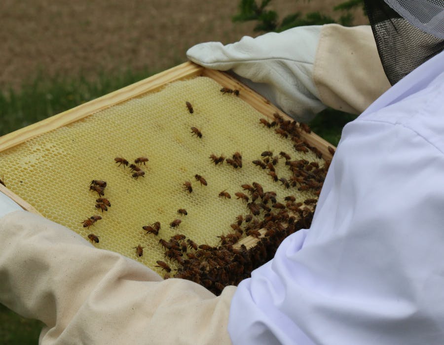 حصاد العسل بدون معالجة — Raw honey harvest Jordan