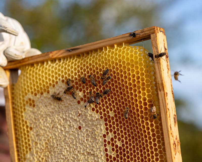 خلايا نحل للبيع — Beehives for sale Jordan