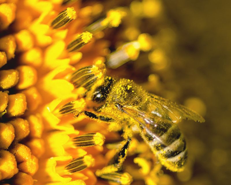 حبوب اللقاح — Natural bee pollen Jordan